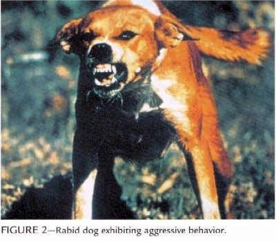 rabid dog