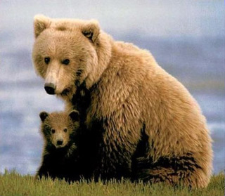 bear with cub