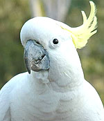 cockatoo