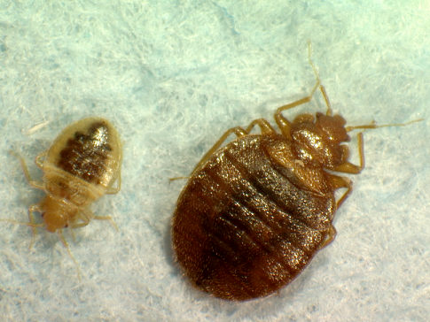 bedbugs