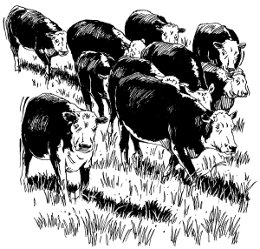 cattle