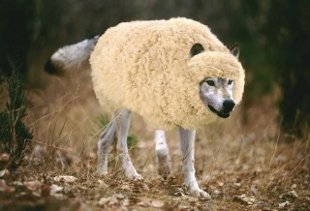 wolf in sheep's clothing