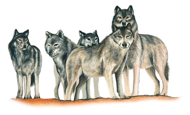 wolf pack