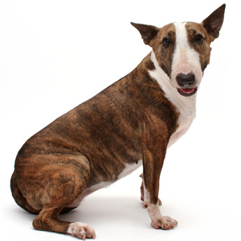 Bull-terrier