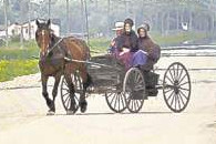 pacifist Mennonites